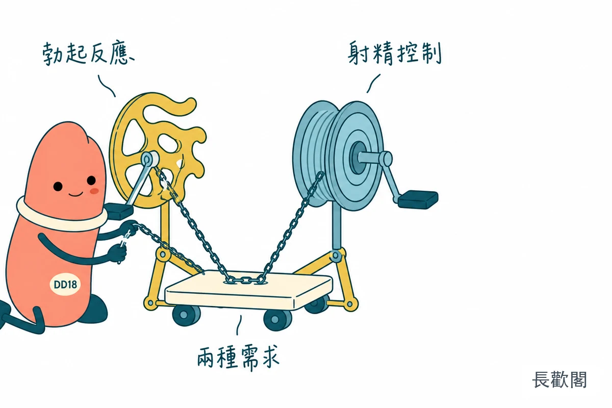 雙效片中勃起反應與射精控制兩種成分角色示意