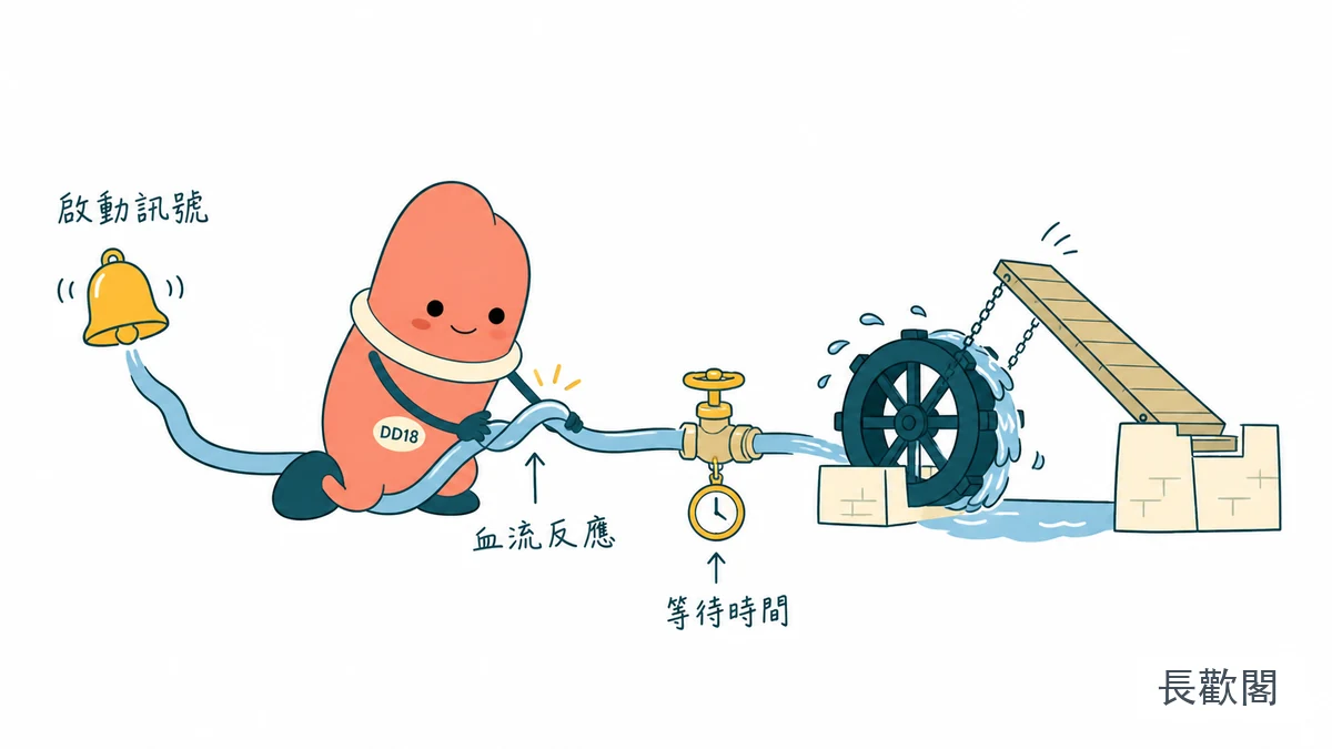 西地那非是什麼：性刺激後支援血流反應與等待時間示意圖